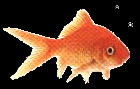 goldfish1.GIF (6155 bytes)